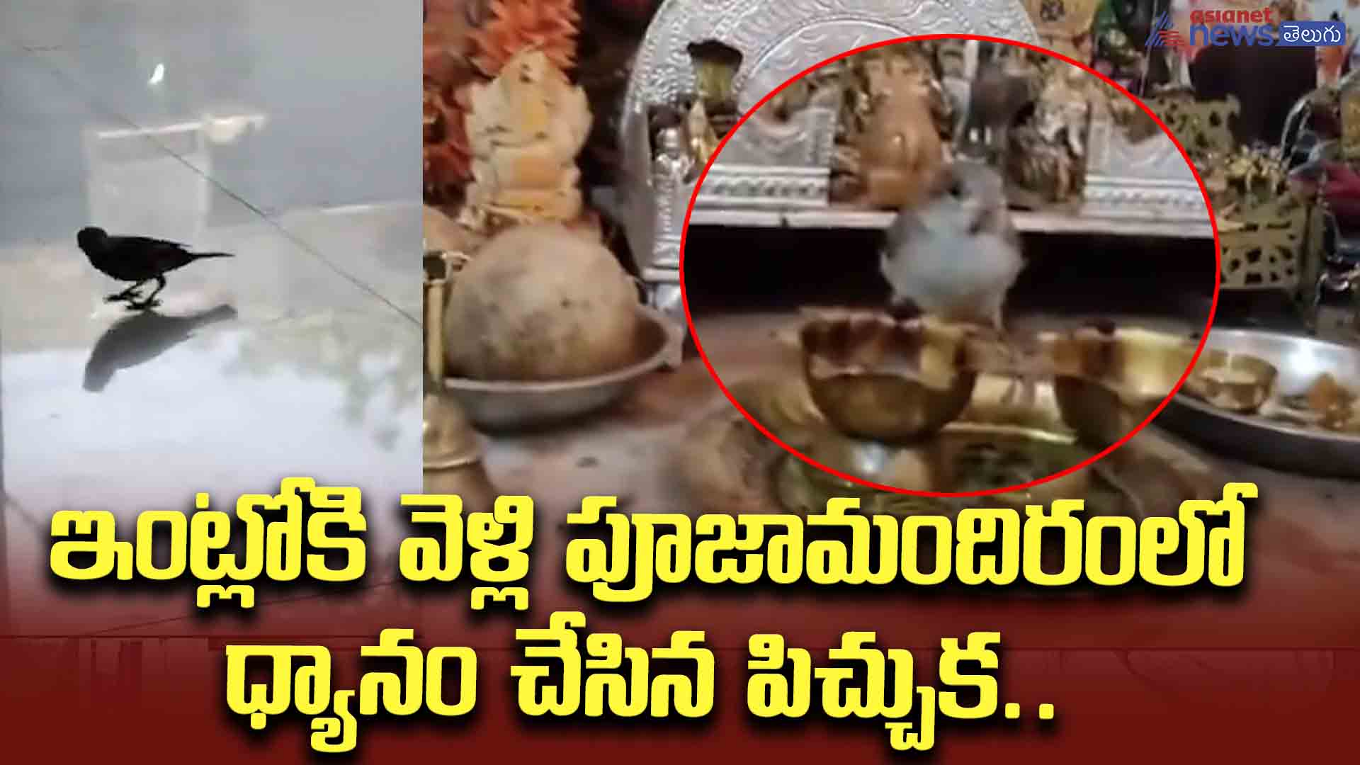 ఇంట్లోకి వెళ్లి పూజామందిరంలో ధ్యానం చేసిన పిచ్చుక..
