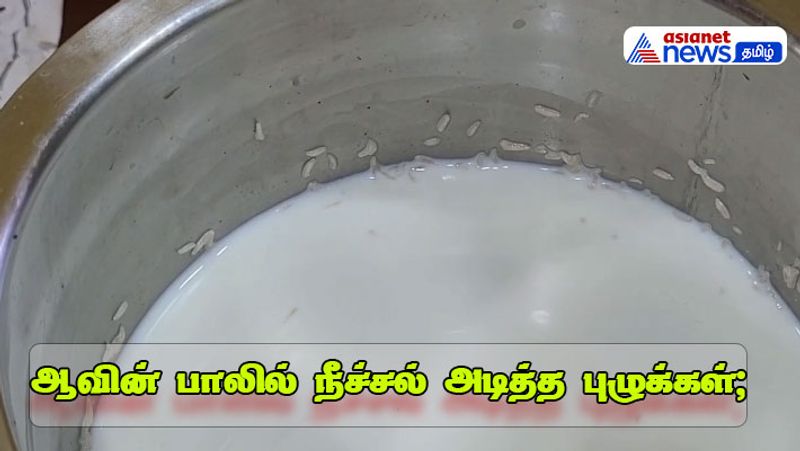ஆவினின் கொழுப்பு நிறைந்த பாலில் நீச்சலடித்த குண்டு குண்டு புழுக்கள்; வாடிக்கையாளர்கள் அதிர்ச்சி
