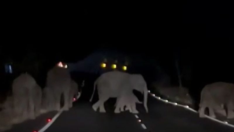 சத்தியமங்கலம் வனப்பகுதியில் கடும் வறட்சி! மைசூர் தேசிய நெடுஞ்சாலையில் உலா வரும் காட்டு யானைகள் கூட்டம்.!