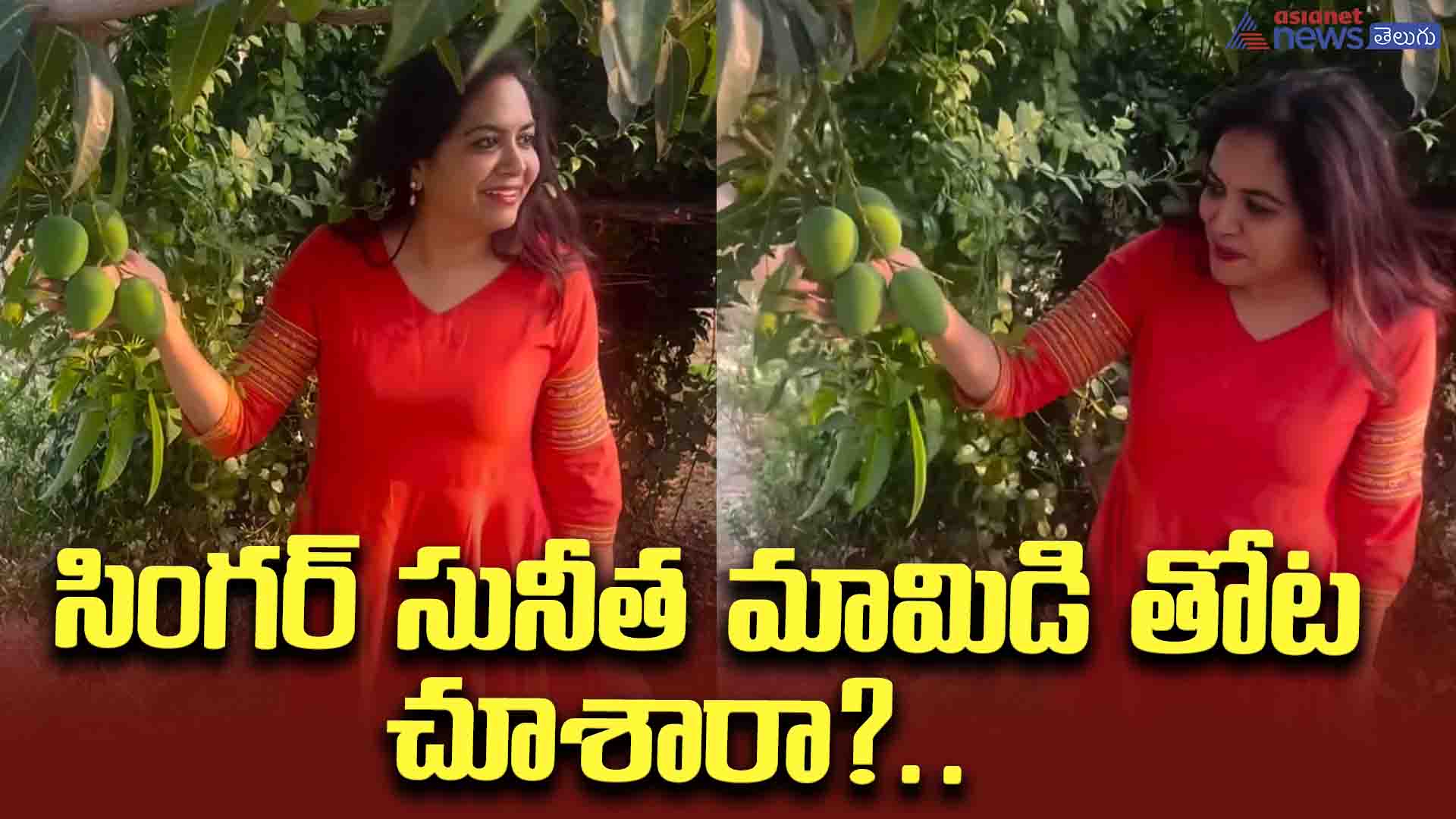 సింగర్‌ సునీత మామిడి తోట చూశారా?.. దాని కోసమే ఏడాదిగా వెయిట్‌ చేస్తుందట..