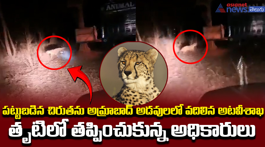 పట్టుబడిన చిరుతను అమ్రాబాద్ అడవులలో వదిలిన అటవీశాఖ  తృటిలో తప్పించుకున్న అధికారులు