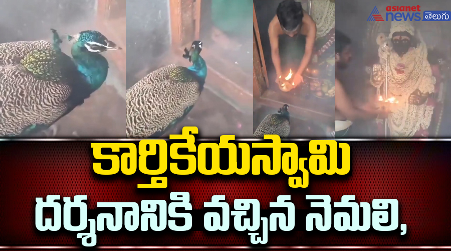 కార్తికేయస్వామి దర్శనానికి వచ్చిన నెమలి, స్వామివారి వాహనం స్వయంగా రావడంతో పులకించిన భక్తజనం..