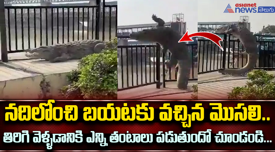 నదిలోంచి బయటకు వచ్చిన మొసలి.. తిరిగి వెళ్ళడానికి ఎన్ని తంటాలు పడుతుందో చూండండి...
