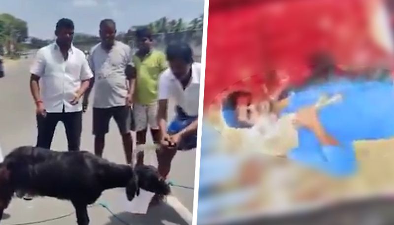 SHOCKING! DMK workers behead goat with BJP leader Annamalai's photo; disturbing video surfaces (WATCH)