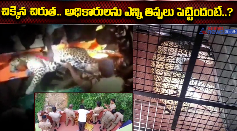 చిక్కిన చిరుత.. ఆధికారులు ఎన్ని తిప్పలు పెట్టిందంటే..?