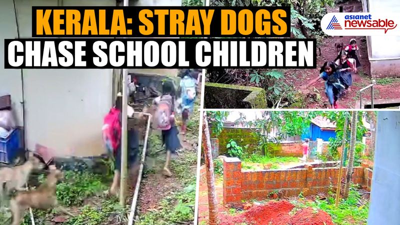 Kerala: Stray dogs chase school children in Malappuram; CCTV visuals out (WATCH)