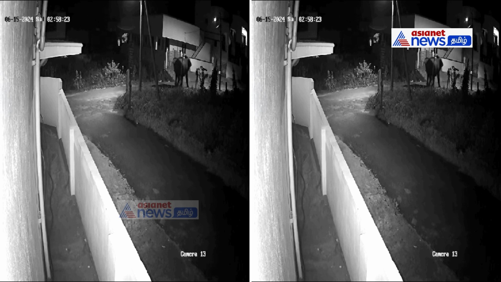 Shocking Video in Coimbatore: சாலையில் நடந்து சென்ற முதியவரை ஆக்ரோஷமாக மித்து தள்ளிய காட்டு யானை