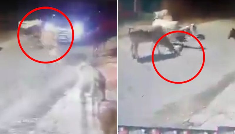 Chhattisgarh: Man deliberately crushes cow calf with car in Bilaspur; disturbing video goes viral (WATCH)