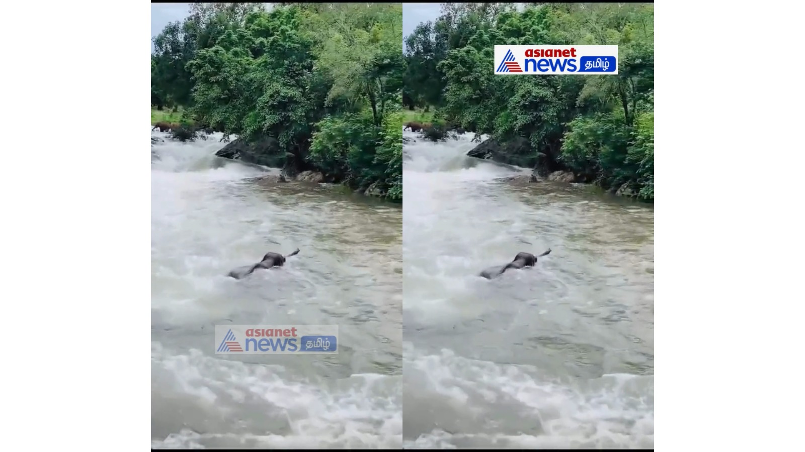 Shocking Video: காட்டாற்று வெள்ளத்தில் அடித்து செல்லப்பட்ட காட்டு யானை; இணையத்தில் வைரலாகும் வீடியோ காட்சிகள்