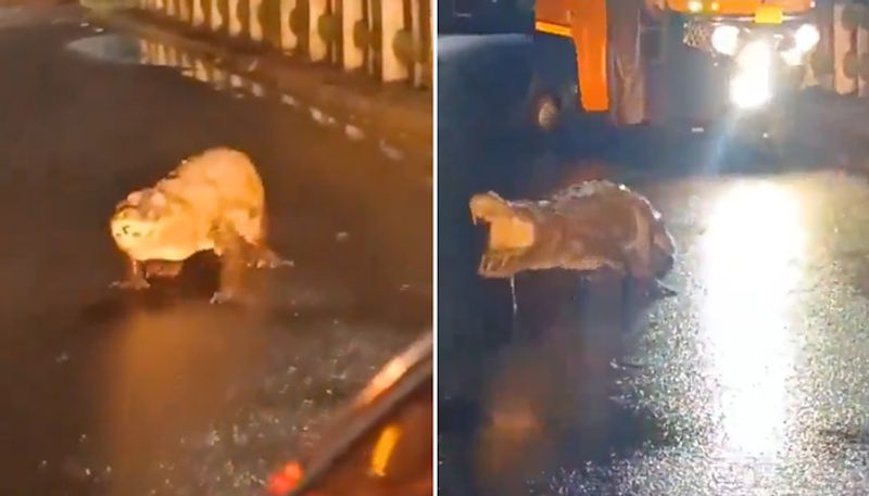 Maharashtra: Massive crocodile spotted roaming road in Ratnagiri after heavy rains (WATCH)
