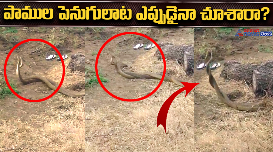 పాముల పెనుగులాట ఎప్పుడైనా చూశారా?