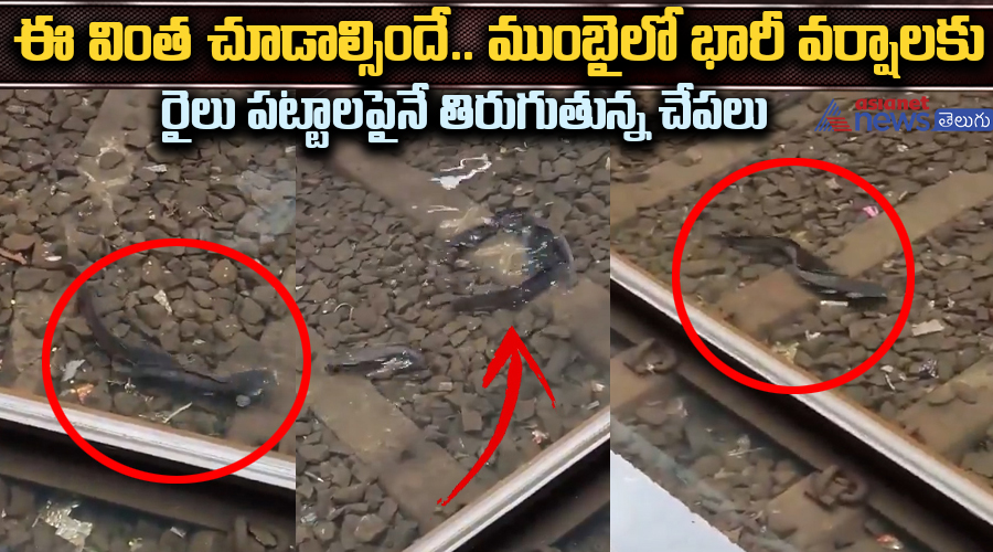 ఈ వింత చూడాల్సిందే ముంబైలో భారీ వర్షాలకు రైలుపట్టాలపైనే తిరుగుతున్న చేపలు