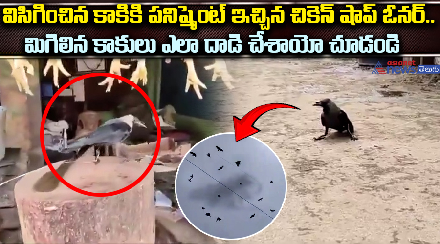 విసిగించిన కాకికి పనిష్మెంట్ ఇచ్చిన చికెన్ షాప్ ఓనర్.. మిగిలిన కాకులు ఎలా దాడి చేశాయో చూడండి