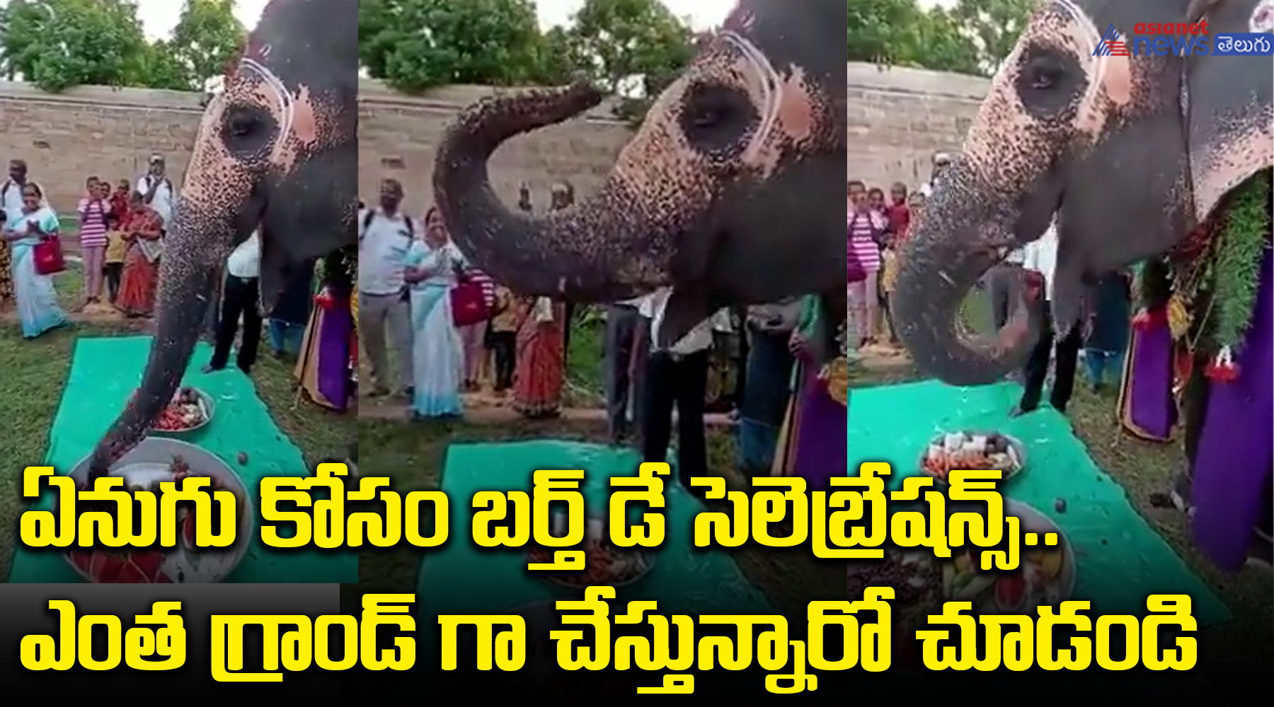 ఏనుగు కోసం బర్త్ డే సెలెబ్రేషన్స్.. ఎంత గ్రాండ్ గా చేస్తున్నారో చూడండి