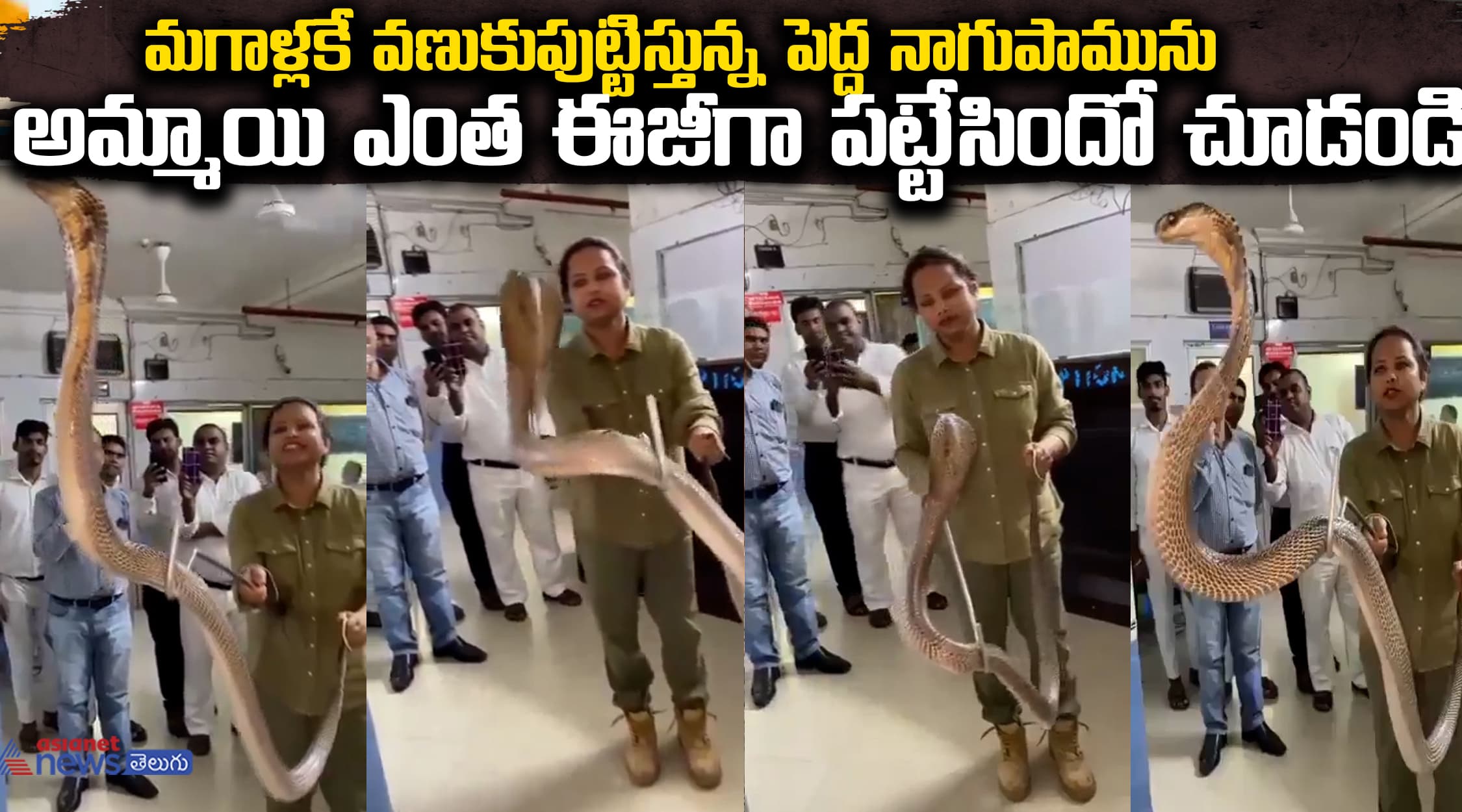 మగాళ్లకే వణుకుపుట్టిస్తున్న పెద్ద నాగుపామును ఈ అమ్మాయి ఎంత ఈజీగా పట్టేసిందో చూడండి