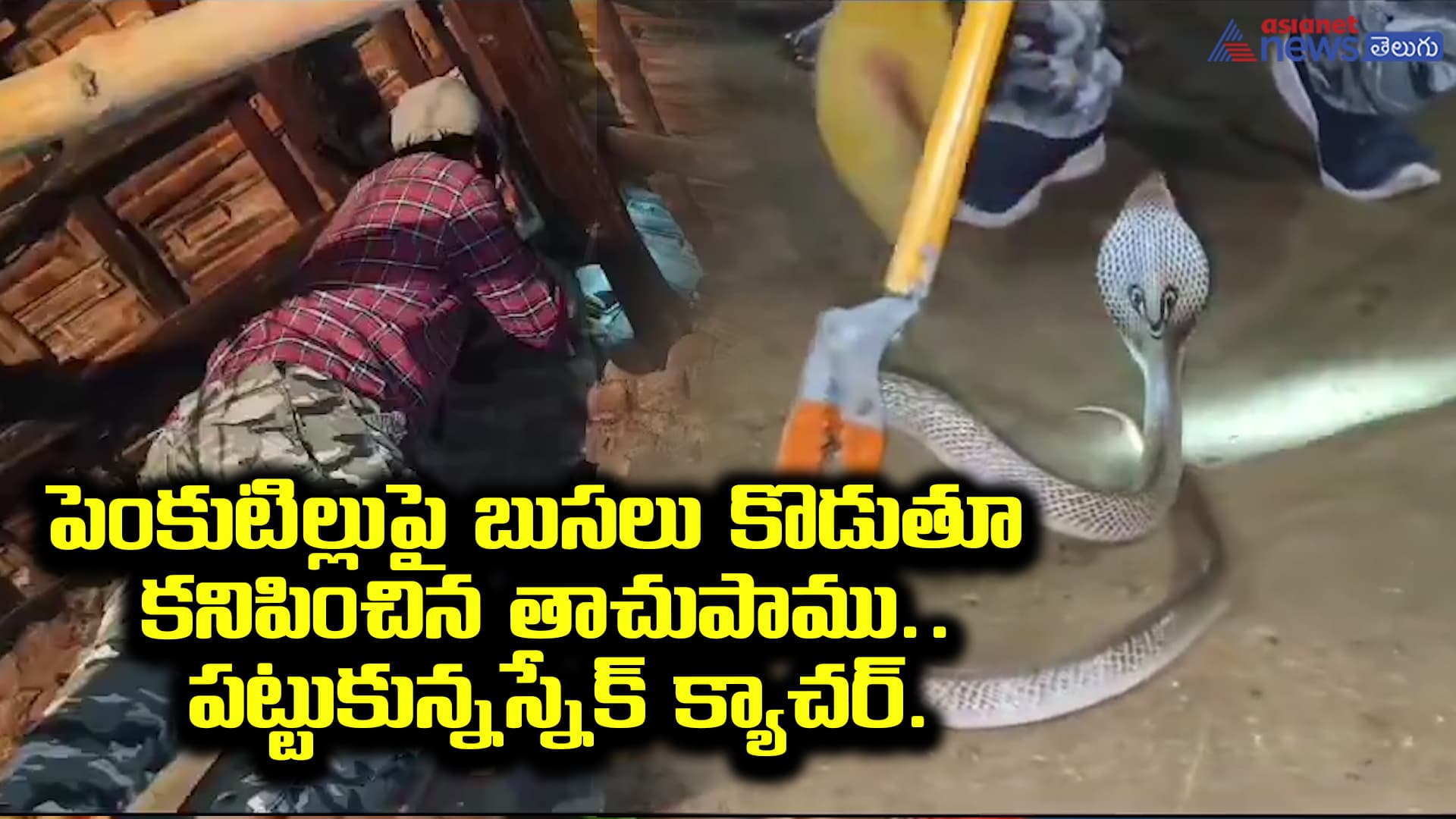 పెంకుటిల్లుపై బుసలు కొడుతూ కనిపించిన తాచుపాము.. పట్టుకున్నస్నేక్ క్యాచర్.