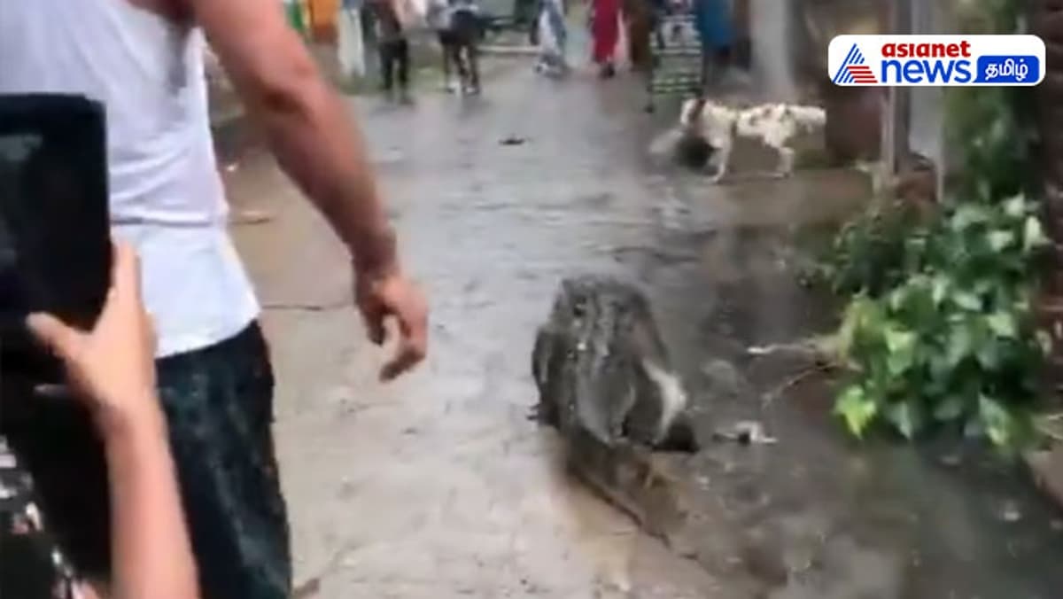 Watch | உ.பி.,யில் குடியிருப்பு பகுதிக்குள் புகுந்த முதலை! பீதியில் மக்கள்!