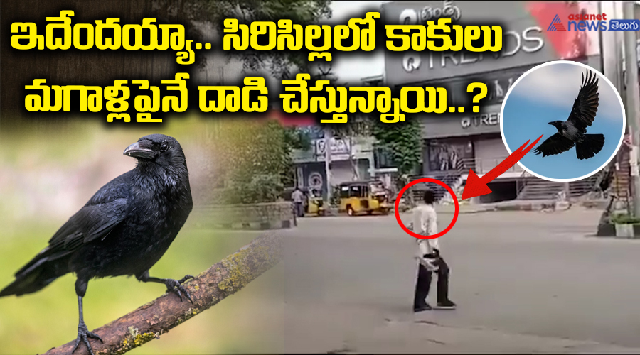 ఇదేందయ్యా.. సిరిసిల్లలో కాకులు మగాళ్లపైనే దాడి చేస్తున్నాయి?
