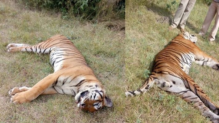 Two tigers die in tiger reserves under mysterious circumstances