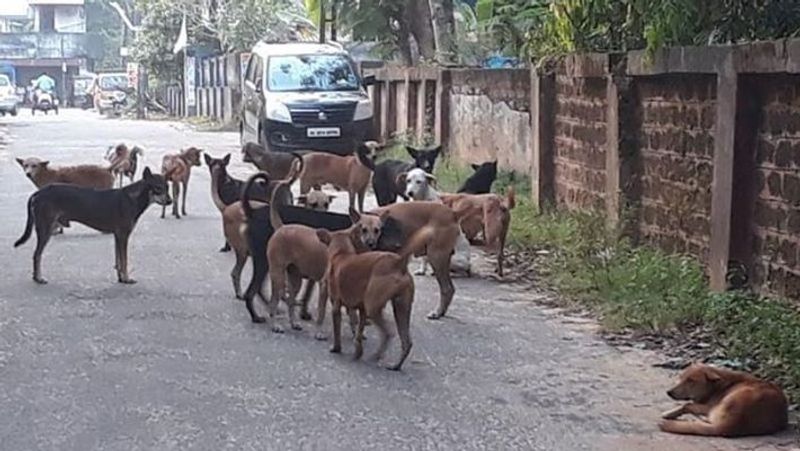 14 people injured in stray dog attack in Kerala