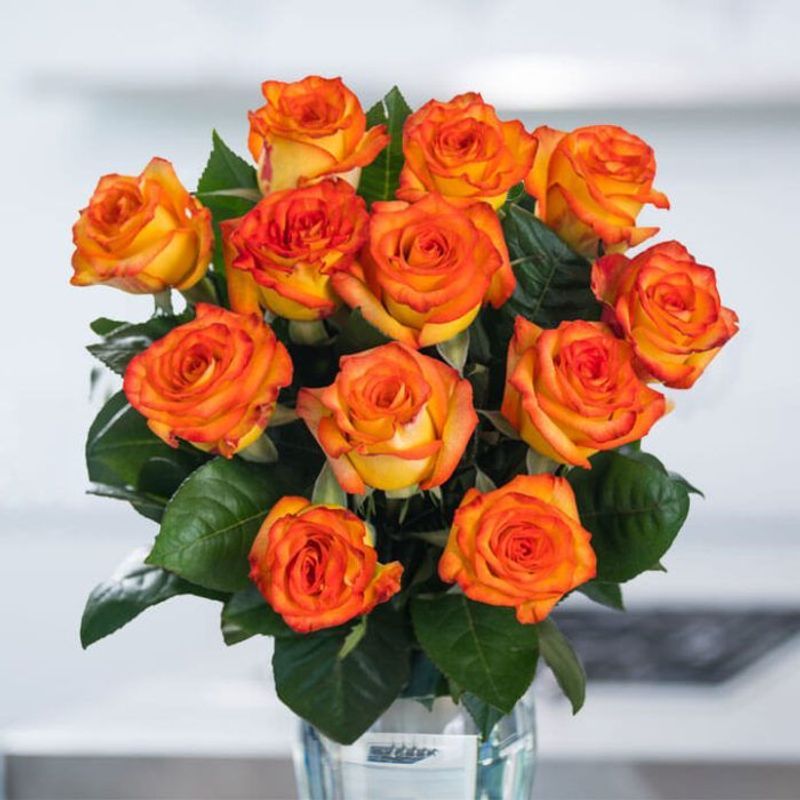 Valentine's Day: Here is what 12 colours of roses mean