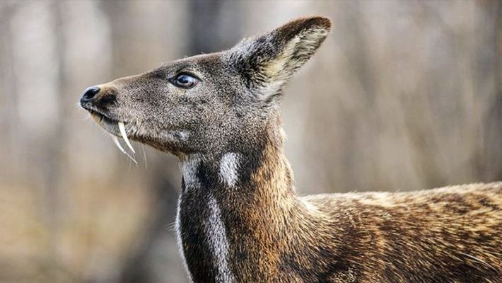 India Has Loneliest Musk Deer In The World