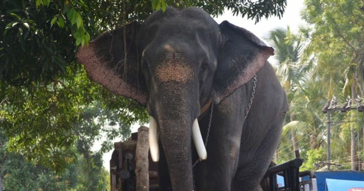 ചെര്‍പ്പുളശ്ശേരി പാര്‍ത്ഥന്‍ ചരിഞ്ഞു