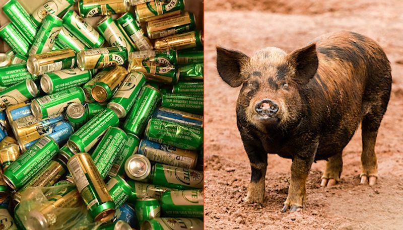 Pig steals beer cans; gets drunk, fights with cow (Video)