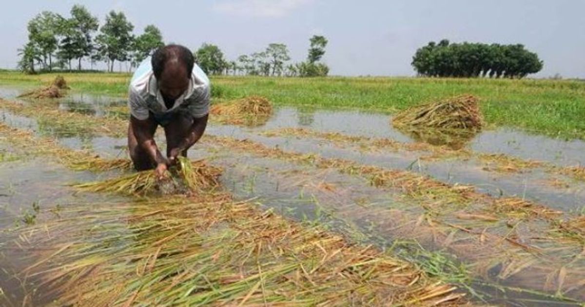 Karnataka: Maize Crops Damaged Due To Unseasonal Rains In Shivamogga