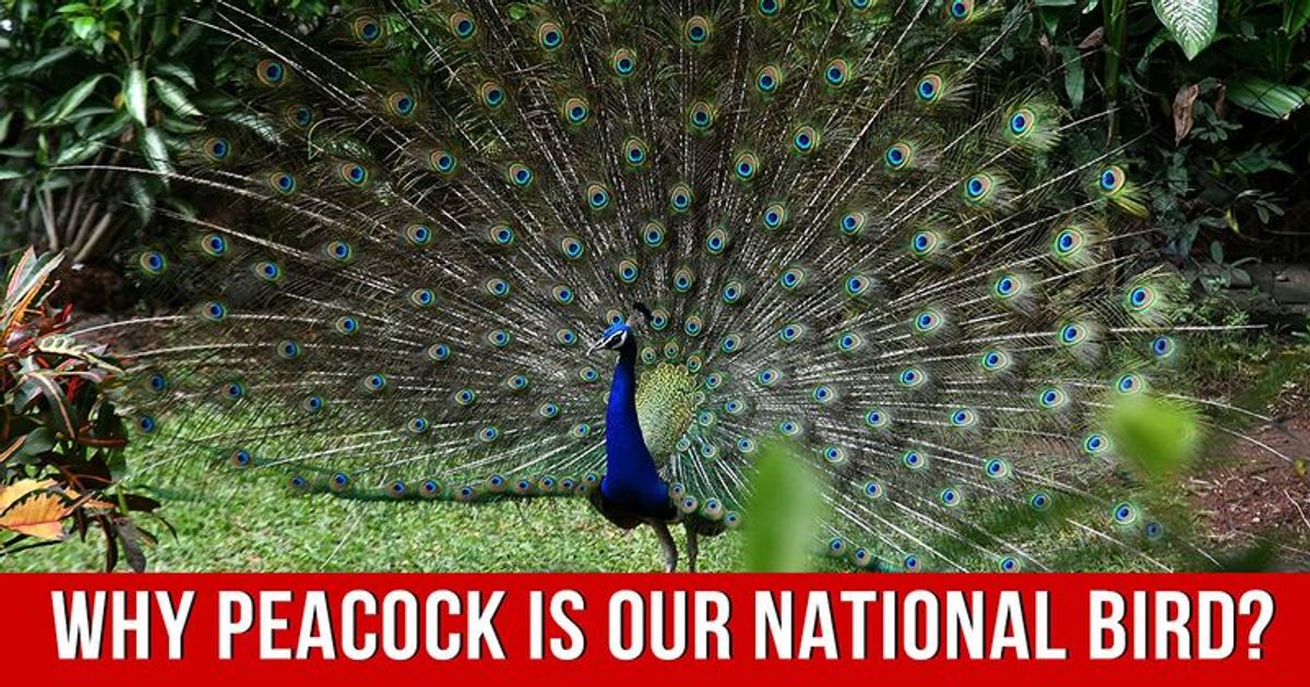 here-s-why-peacock-is-the-national-bird-of-india