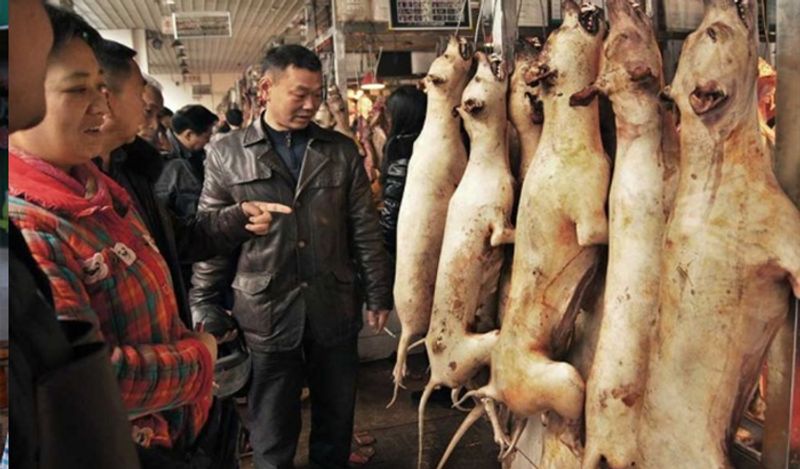 dog-meat-10-jpg.jpg