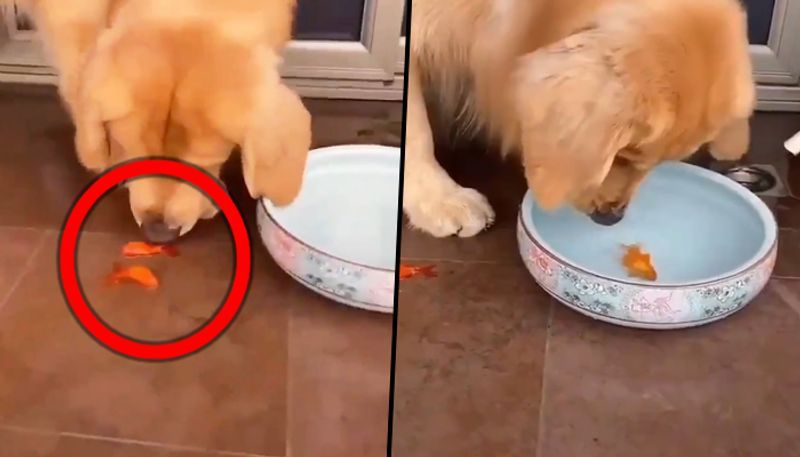 golden retriever saves goldfish