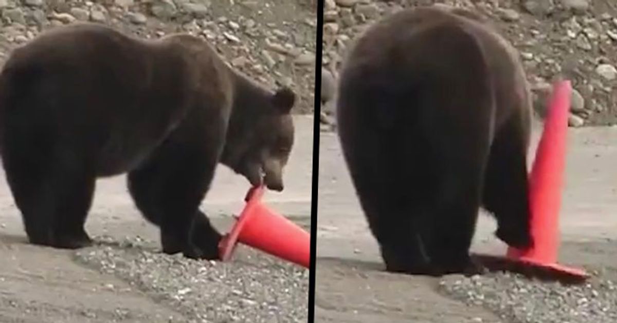 Bear picks up fallen traffic cone and keeps it on the road, watch this