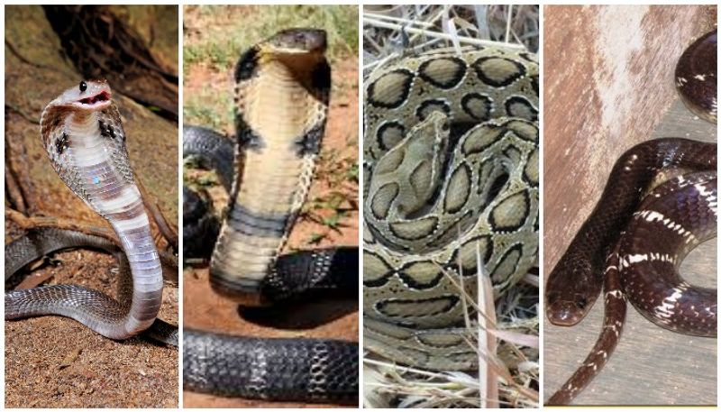 കേരളത്തിലെ പാമ്പുകൾ, വിഷമുള്ളതും ഇല്ലാത്തതും snakes of kerala