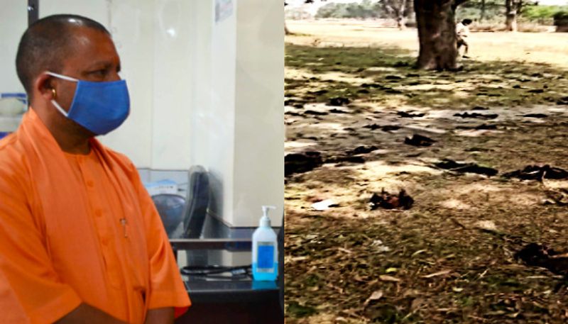 Dead Bats trigger panic in Gorakhpur, Carcass sent for tests