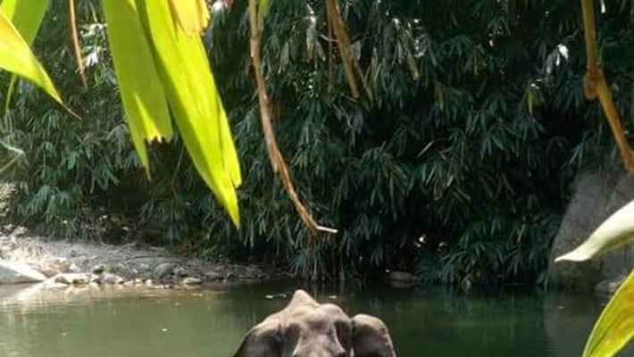 Kerala Elephant Killing I Am Shocked By Such Barbarity Says