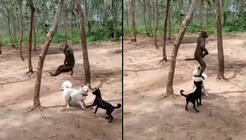 Viral video Monkey hanged to death in Telangana; 3 arrested