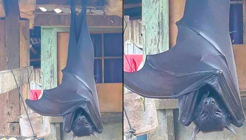 Picture of 'humansized' bat from Philippines goes viral