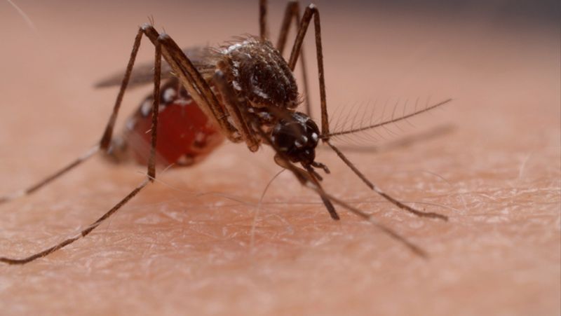 Mosquito menace: The trouble insects pose to pregnant women