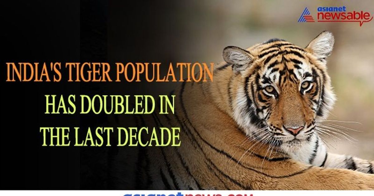 International Tiger Day 2020: India's Tiger Population Has ...