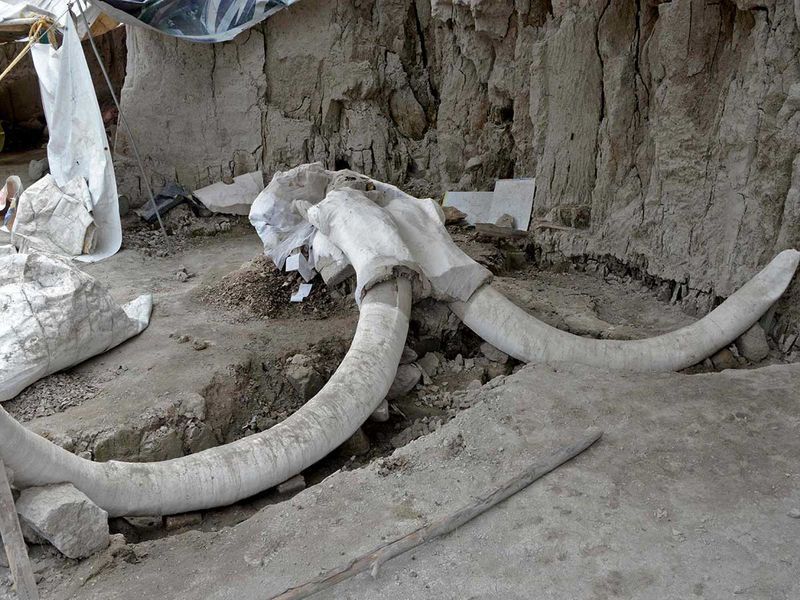 एयरपोर्ट पर खुदाई में मिले हजारों साल पुराने मैमोथ के 200 कंकाल, देखकर  वैज्ञानिक भी रह गए दंग | At least 200 mammoth skeletons found at Mexico  City airport construction site KPP
