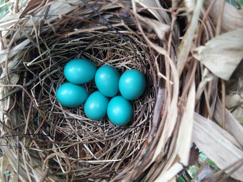 Rare blue Indian Robin eggs found in Kodagu