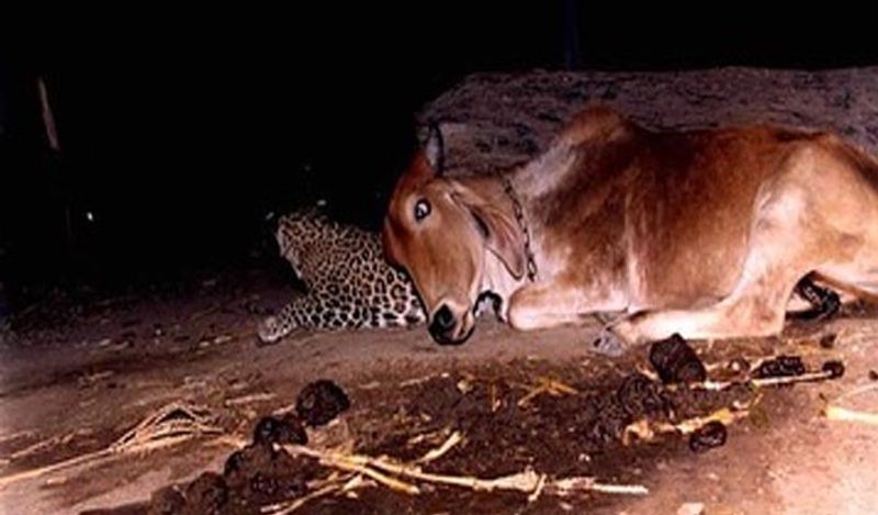 <p>दरअसल, जब तेंदुआ मात्र 20 दिन का था, तभी उसकी मां की मौत हो गई थी। इसके बाद गाय ने ही उसे दूध पिलाया था। तब से ये तेंदुआ गाय को अपनी मां समझता है। वो हर रात गाय से मिलने आता है। <br />  </p> 