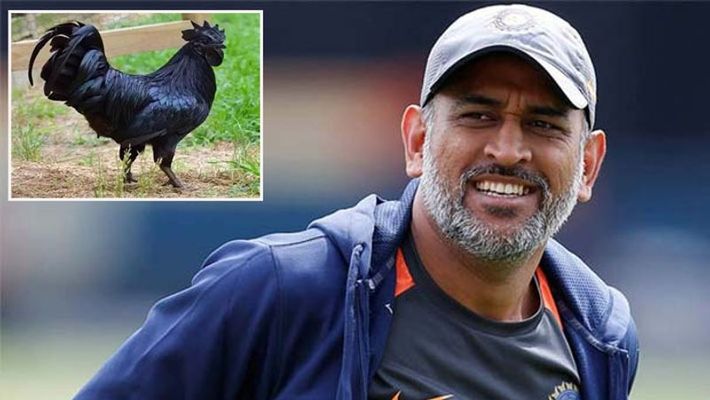 കരിങ്കോഴി കുഞ്ഞുങ്ങള്‍ വില്‍പ്പനയ്ക്ക്'; ധോണി ഒന്നും നോക്കിയില്ല, ഇനി കോഴി കൃഷിയും | black chicken variety Kadaknath wins over MS Dhoni
