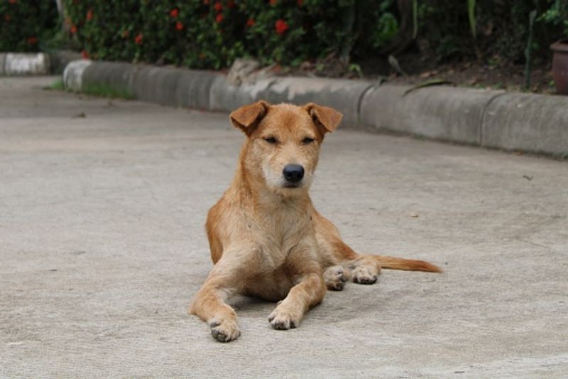 ಬೆಂಗ್ಳೂರಲ್ಲಿ ನಿಲ್ಲದ ಬೀದಿ ನಾಯಿ ಹಾವಳಿ, ಶಾಲಾ ವಿದ್ಯಾರ್ಥಿ ಮೇಲೆ ದಾಳಿ: ಜನ್ರಿಗಿಲ್ಲ ಸುರಕ್ಷತೆಯ ಗ್ಯಾರಂಟಿ?