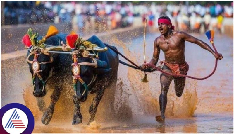 Kambala