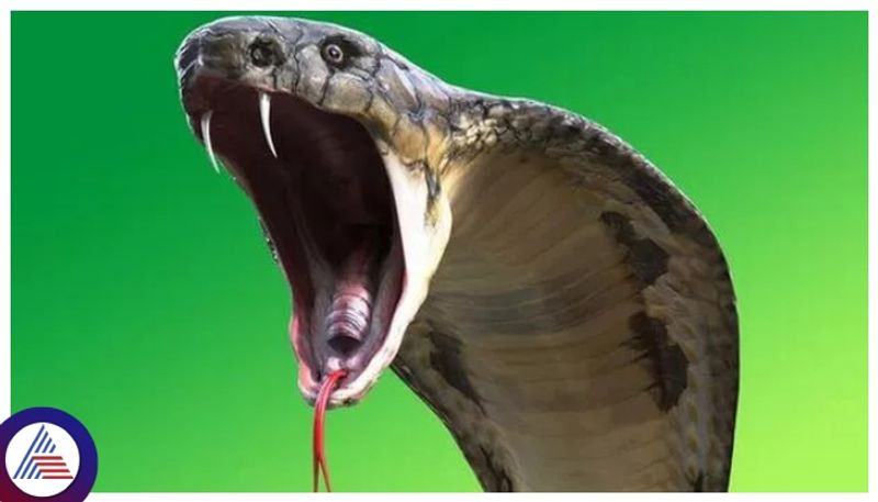 Udupi News: ಇದು ಅನಾಕೊಂಡಾ ಅಲ್ಲ..ಬೃಹತ್‌ ಗಾತ್ರದ ಕಾಳಿಂಗ !