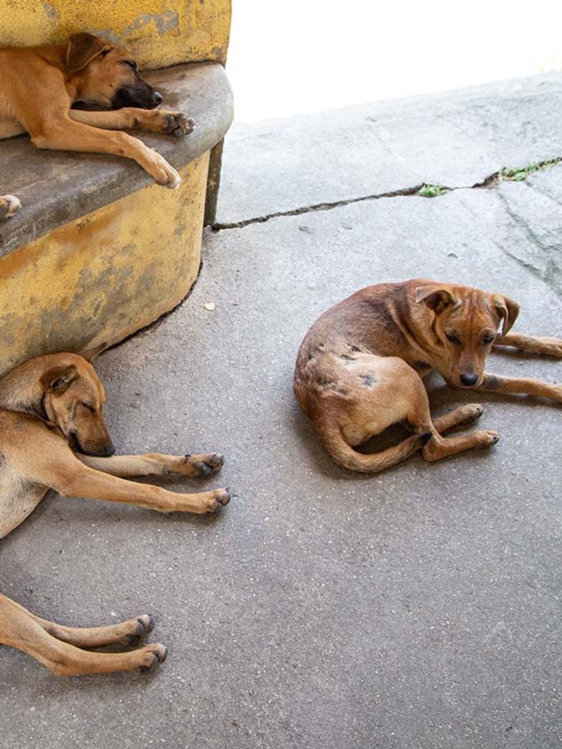 ಬೀದಿ ನಾಯಿ ಮೇಲೆ ಹರಿದ ರೆಡ್ ಕಲರ್ ಥಾರ್: ಶ್ವಾನಗಳ ಮೇಲೆ ಕಾರು ಚಾಲಕರ ವಿಕೃತಿ