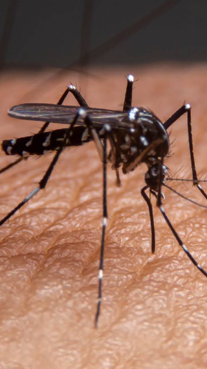 ಬೆಂಗಳೂರು ಜನರೇ ಹುಷಾರ್ !ಡೆಂಘೀಗೆ 27 ವರ್ಷದ ಯುವಕ ಬಲಿ, BBMP ಹೆಲ್ತ್ ಆಡಿಟ್ನಲ್ಲಿ ಬಯಲು