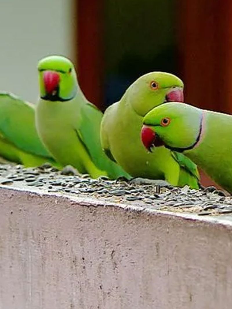 20 ವರ್ಷಗಳಿಂದ ಗಿಳಿಗಳಿಗೆ ಅನ್ನ ನೀಡುತ್ತಿರುವ ಪುಣ್ಯವಂತ!